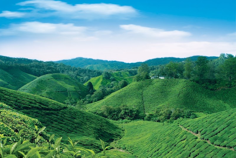 BOH Sungai Palas Tea Centre