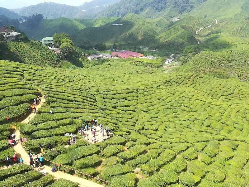 Bharat Tea Plantations Sdn. Bhd.