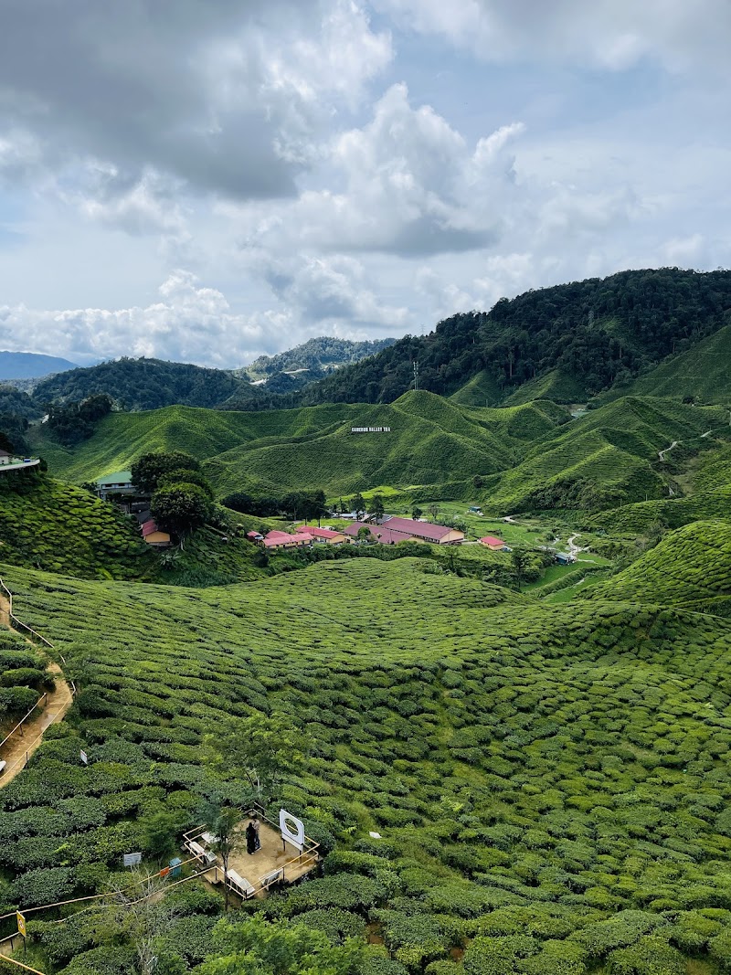Bharat Tea Factory