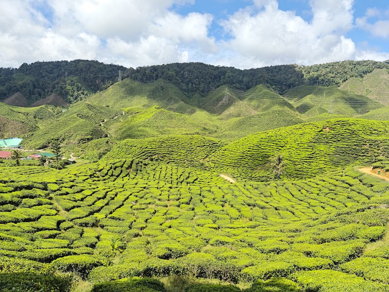 Cameron Valley Tea View point