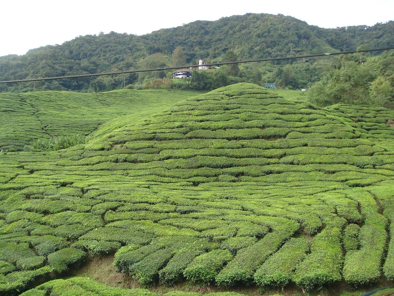 Ladang Teh BOH Sg Palas