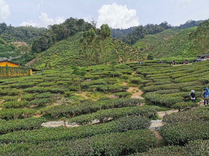 Kuala Terla Tea Plantation