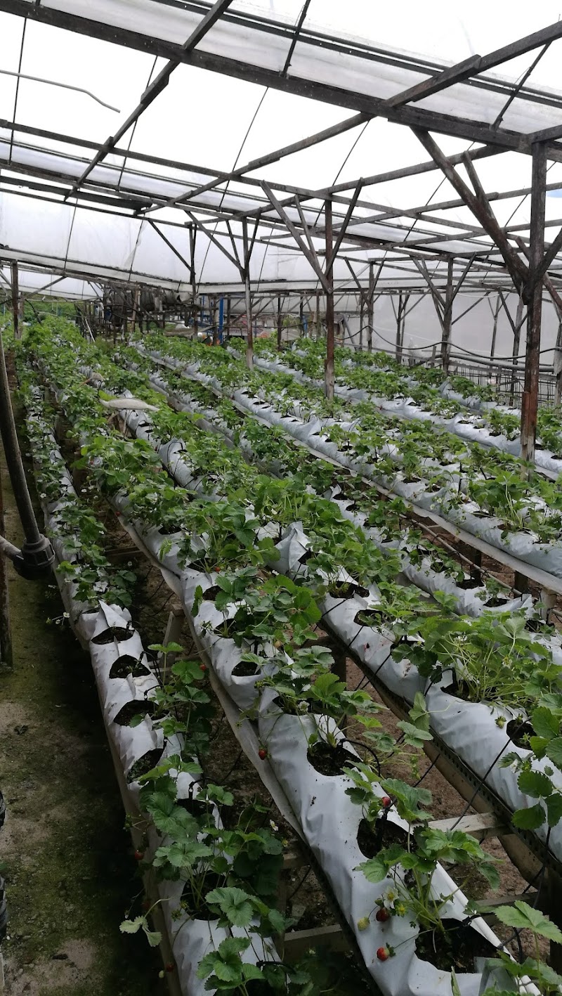 Healthy Strawberry Farm