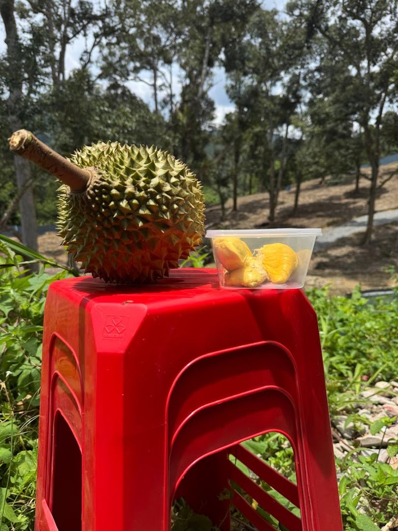 Che Hadiff Bentong Durian